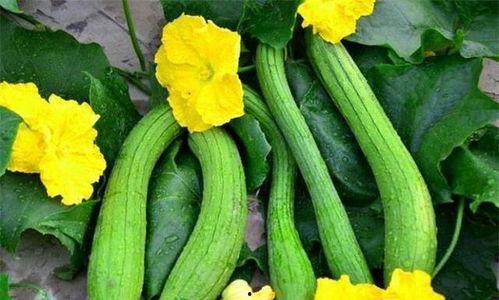 吃瓜生活苏安安,吃瓜生活里的快乐与成长