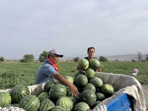 吃瓜乡民,网络舆论场中的“瓜农”众生相