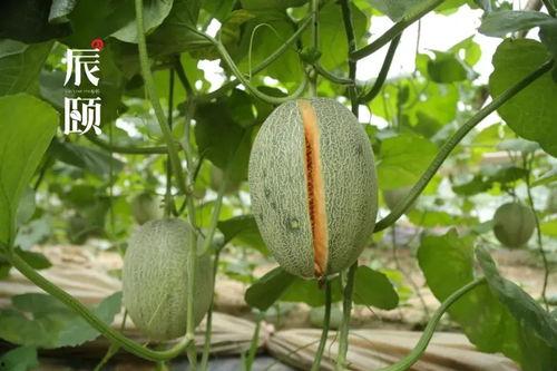 密瓜是怎么吃的,解锁夏日清新美味