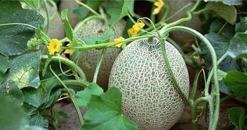 密瓜是怎么吃的,解锁夏日清新美味