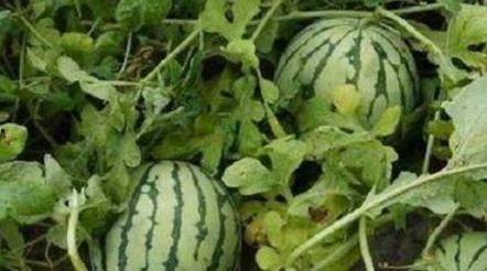 路边吃瓜的大妈,揭秘生活百态