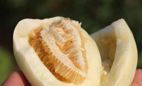 吃瓜好甜 理性吃瓜