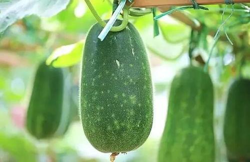 控控吃瓜,揭秘娱乐圈背后的秘密与真相