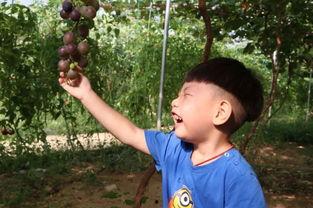 陈萍吃瓜,揭秘娱乐圈幕后真相