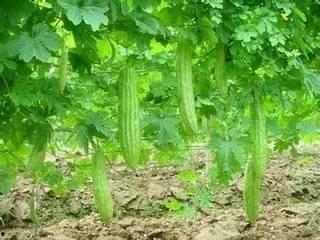 广西玉林吃瓜,瓜果飘香，品味广西美食风情