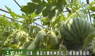 苍南主播吃瓜,揭秘娱乐圈幕后故事