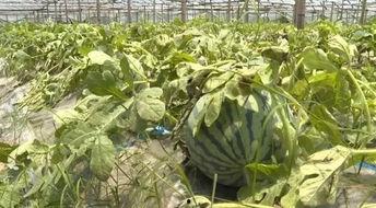 苍南主播吃瓜,揭秘娱乐圈幕后故事