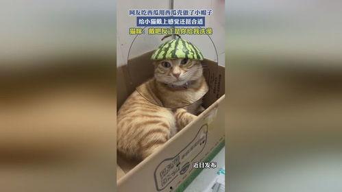 小猫吃小瓜
