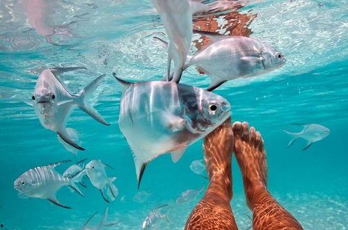 安知鱼之乐 吃瓜,吃瓜群众笑谈世间百态