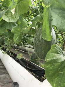 吃新疆瓜的视频,一场视觉与味蕾的双重盛宴