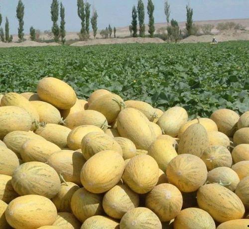 吃瓜库尔勒,探寻库尔勒的独特魅力