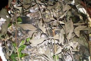 绿毛瓜怎么吃,探索美味与营养的完美结合