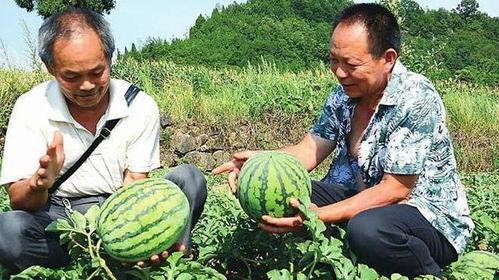 地痞流氓吃瓜,揭秘江湖恩怨背后的真相