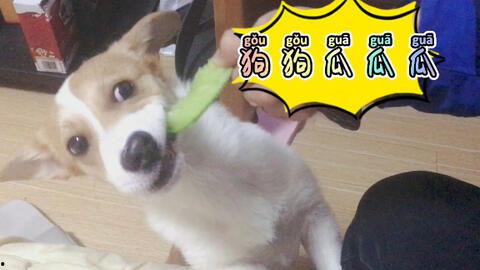 狗狗排队吃瓜,萌宠界的“瓜田战记”