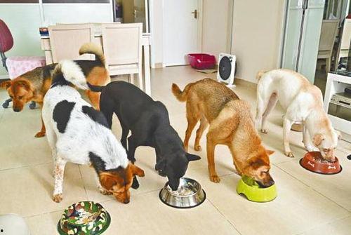 狗狗排队吃瓜,萌宠界的“瓜田战记”