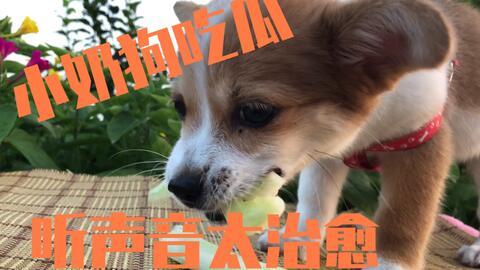 狗狗排队吃瓜,萌宠界的“瓜田战记”