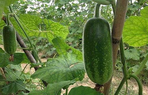 老家大白瓜怎样吃,老家大白瓜的多样食法探索