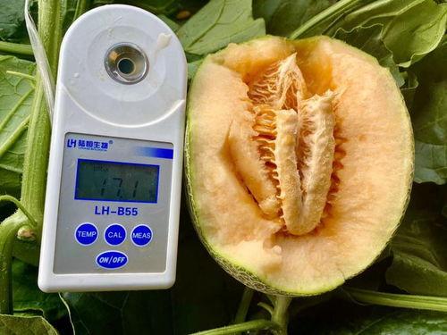 150人吃瓜合集,一场舌尖上的狂欢