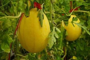 群名字吃瓜,群名“吃瓜”背后的故事与真相