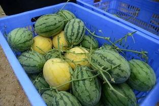 群名字吃瓜,群名“吃瓜”背后的故事与真相