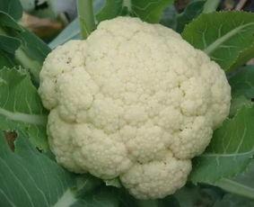 送菜花吃瓜,一场别开生面的美食盛宴