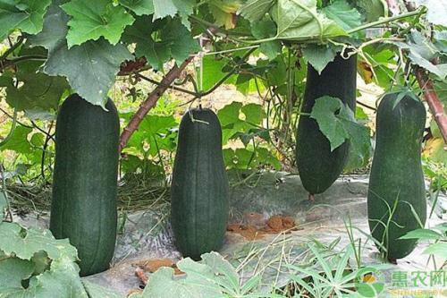 吃瓜说瓜是违规词吗,网络流行语背后的违规风险