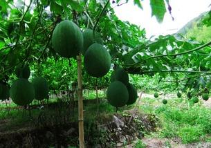 吃了吊瓜每天吃吊瓜吃腻了,从每日美味到味蕾疲劳的甜蜜转变