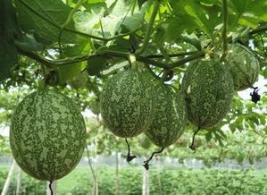 吃了吊瓜每天吃吊瓜吃腻了,从每日美味到味蕾疲劳的甜蜜转变