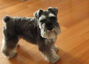 雪纳瑞吃贝贝瓜拉稀,宠物健康警示与应对措施