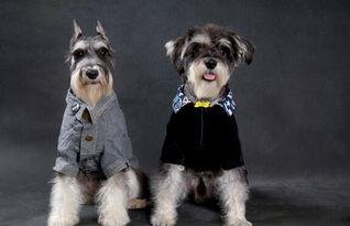 雪纳瑞吃贝贝瓜拉稀,宠物健康警示与应对措施