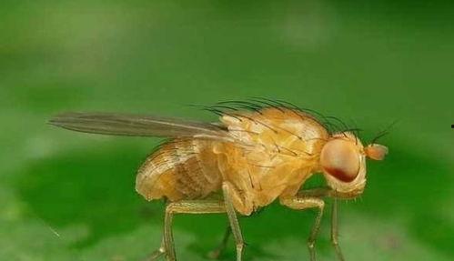 果蝇吃瓜的危害,不可忽视的潜在危害解析