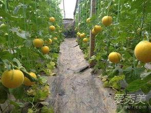 伊丽莎白瓜吃瓜