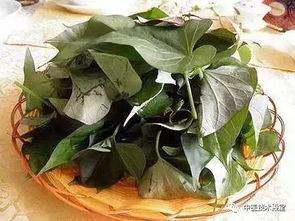 瓜叶头怎么吃,家常烹饪新选择