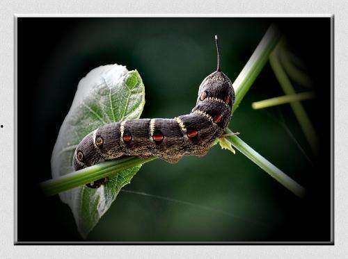 皮球鱼吃瓜虫,一场水下生态的奇妙邂逅