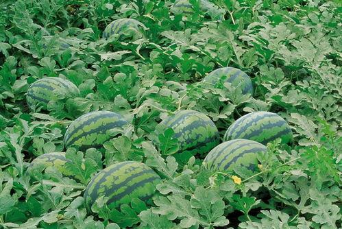 矾山吃瓜,探寻传统美食的传承与创新