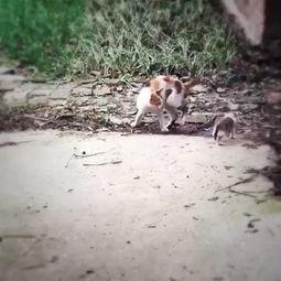 夜猫吃瓜短篇推荐,揭秘娱乐圈那些不为人知的秘密