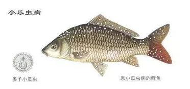 吃瓜小浔鱼,吃瓜小浔鱼的趣味生活点滴  第2张