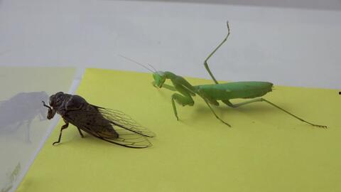 吃瓜的蚂蚱视频