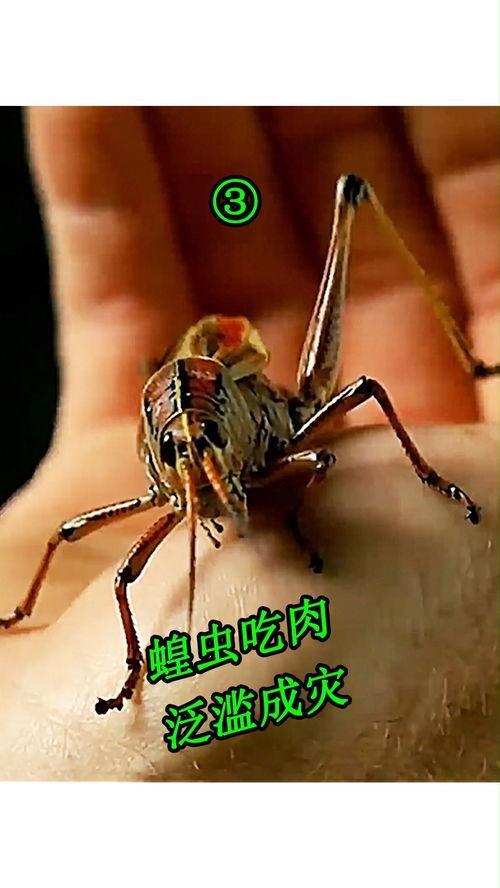 吃瓜的蚂蚱视频 第3张 吃瓜的蚂蚱视频 第3张