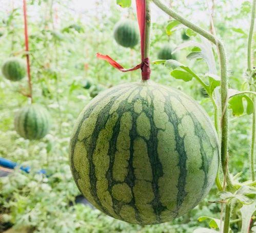 吃瓜趣事,那些让人捧腹大笑的吃瓜趣事 第3张 吃瓜趣事,那些让人捧腹大笑的吃瓜趣事 第3张