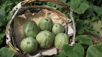 小瓜保山怎么吃,小瓜的独特风味与多样吃法 第2张 小瓜保山怎么吃,小瓜的独特风味与多样吃法 第2张