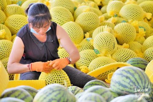 小瓜保山怎么吃,小瓜的独特风味与多样吃法 第3张 小瓜保山怎么吃,小瓜的独特风味与多样吃法 第3张