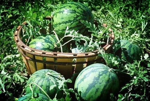 梦见上树摘瓜吃,树上摘瓜的奇幻之旅