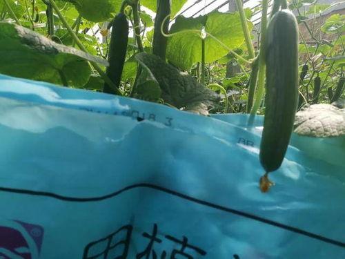 梦见上树摘瓜吃,树上摘瓜的奇幻之旅  第2张