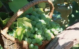 梦见上树摘瓜吃,树上摘瓜的奇幻之旅  第3张