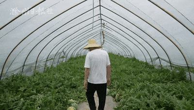 吃滁州的瓜,探寻滁州特色瓜果之旅  第3张