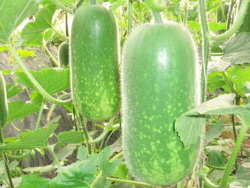 桑植吃瓜视频大全,趣味横生的乡村生活瞬间