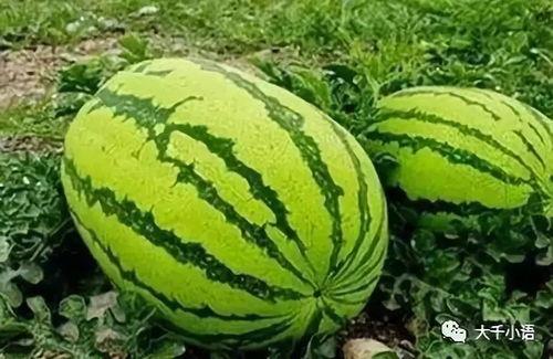 甜王瓜是石头瓜吗怎么吃,揭秘石头瓜之谜，教你美味食用方法  第2张