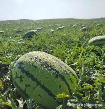 产地吃瓜,探寻各地特色产地美味瓜果之旅  第2张