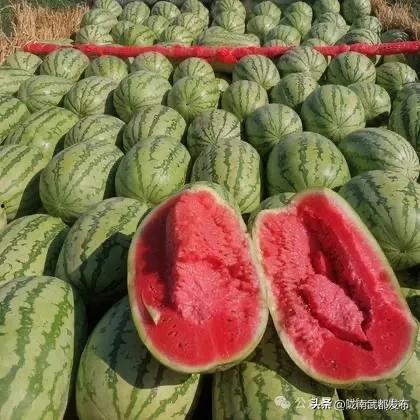 产地吃瓜,探寻各地特色产地美味瓜果之旅  第3张